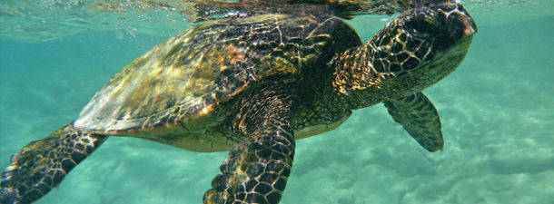 piura-tortugas-marinas